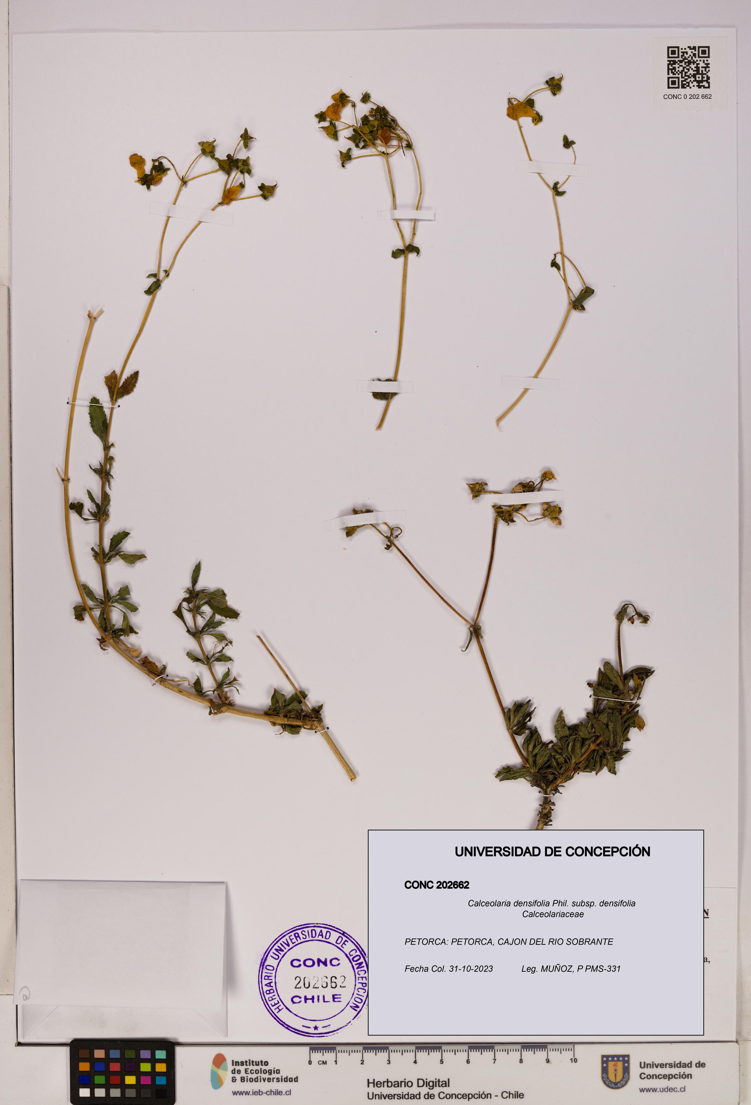 Calceolaria densifolia subsp. densifolia [Espécimen: UDEC:CONC:0202662]