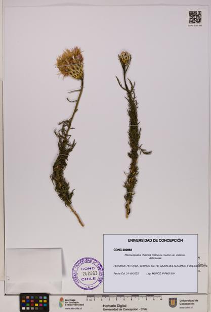 Plectocephalus chilensis var. chilensis [Espécimen: UDEC:CONC:0202663]