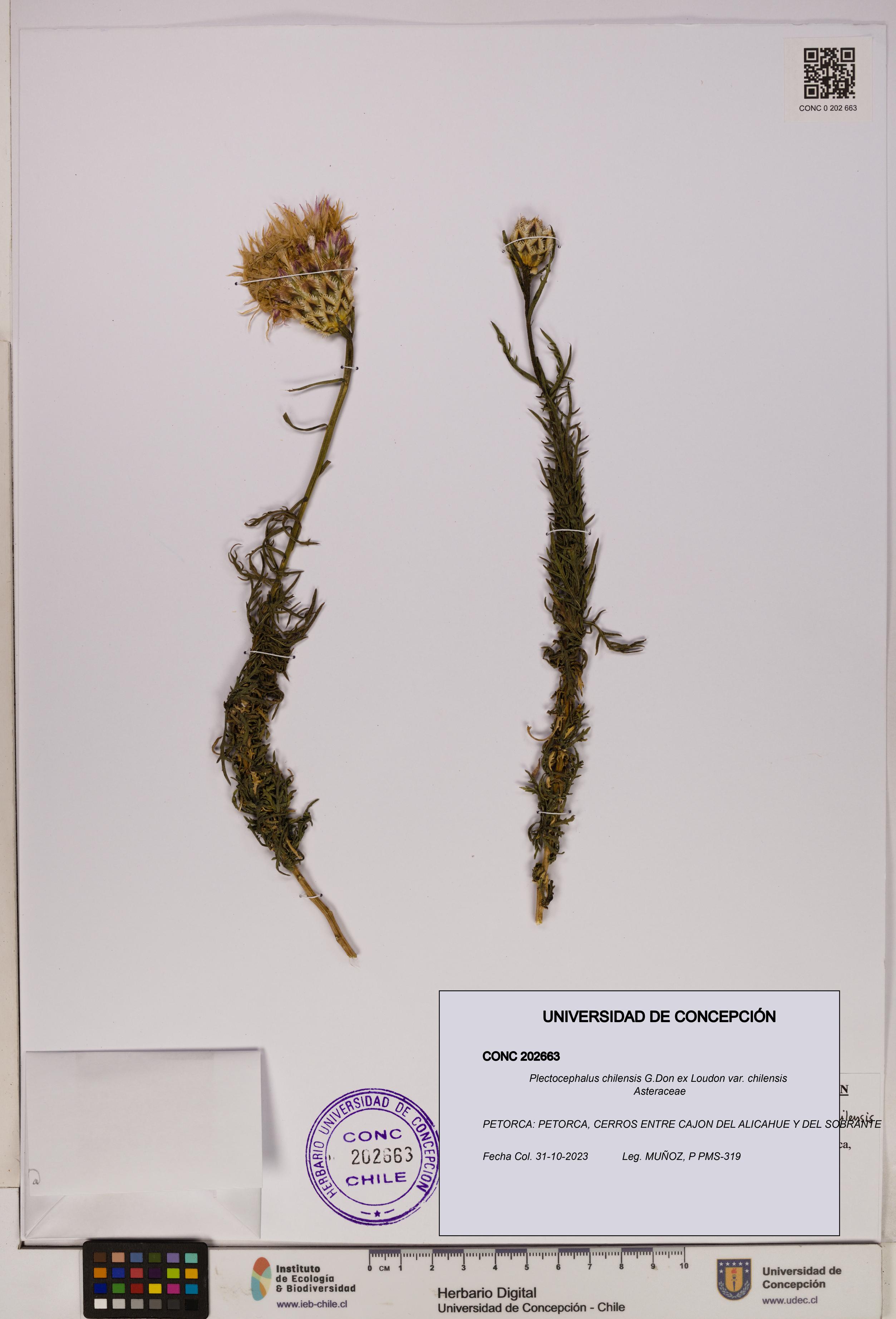 Plectocephalus chilensis var. chilensis [Espécimen: UDEC:CONC:0202663]