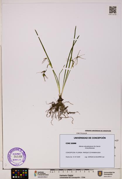 Miersia nahuelbutensis [Espécimen: UDEC:CONC:0202666]