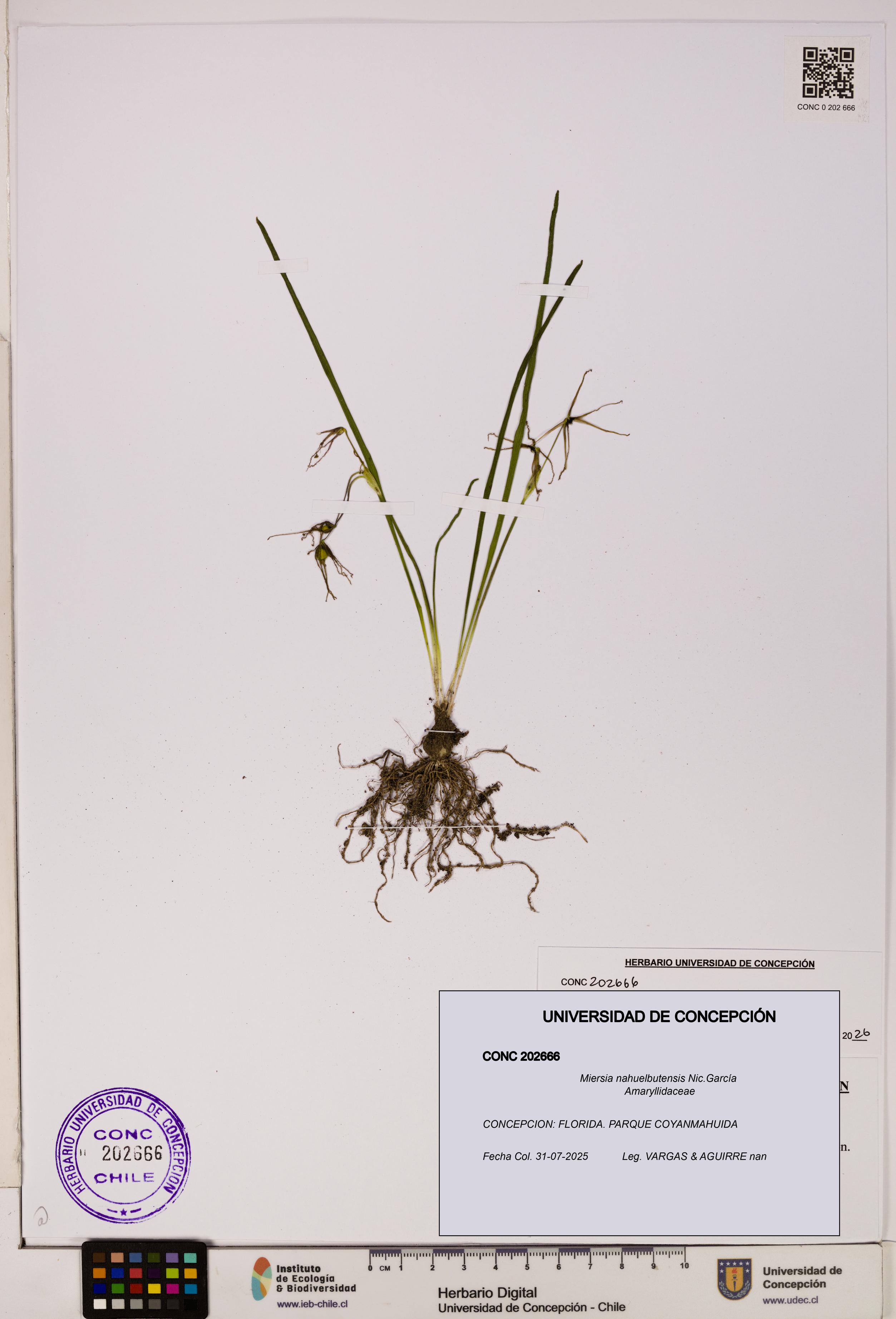 Miersia nahuelbutensis [Espécimen: UDEC:CONC:0202666]