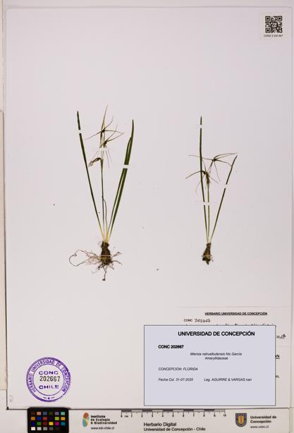 Miersia nahuelbutensis [Espécimen: UDEC:CONC:0202667]