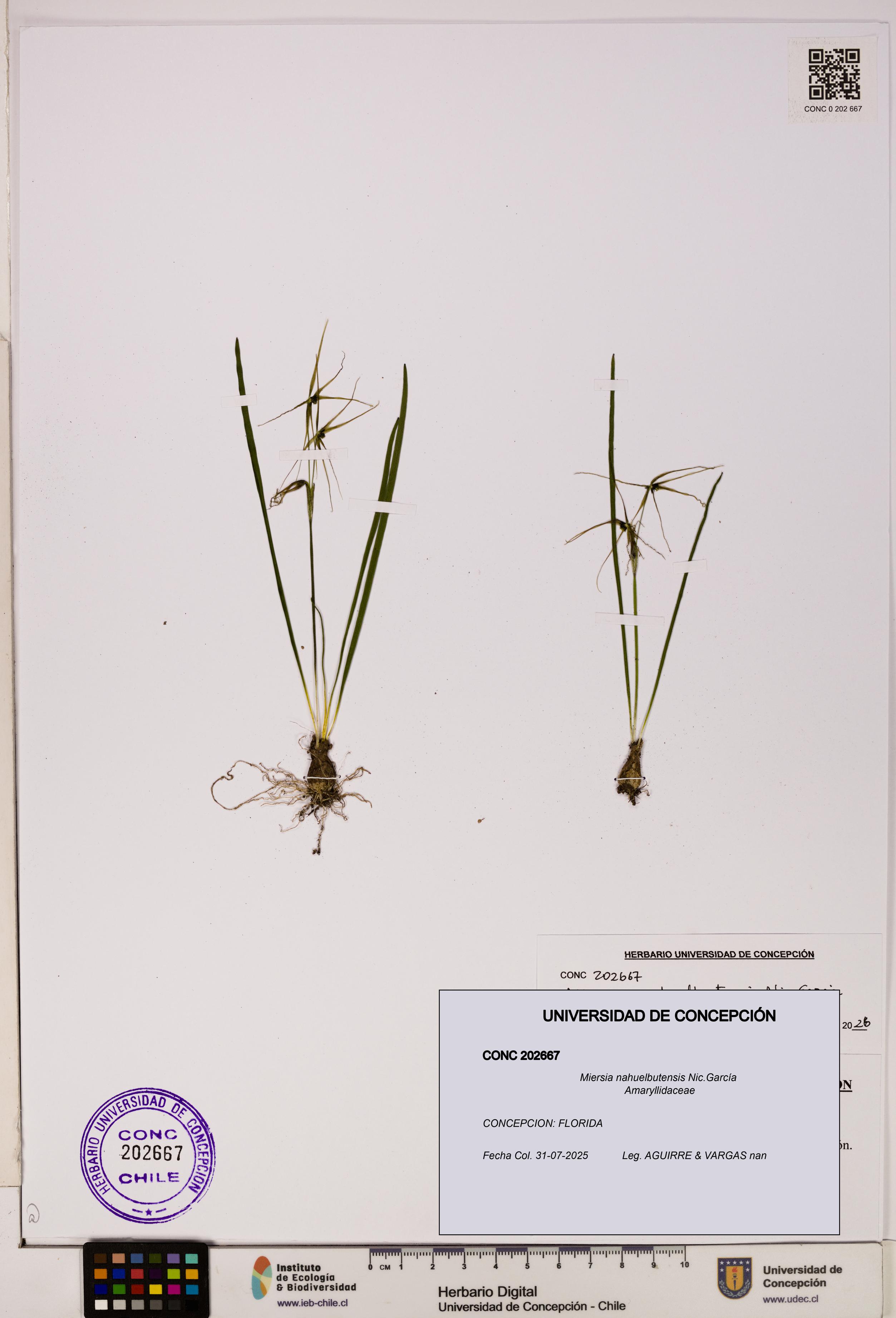 Miersia nahuelbutensis [Espécimen: UDEC:CONC:0202667]