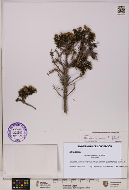Baccharis taltalensis [Espécimen: UDEC:CONC:0202669]