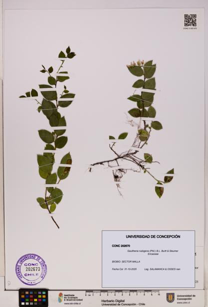 Gaultheria nubigena [Espécimen: UDEC:CONC:0202670]