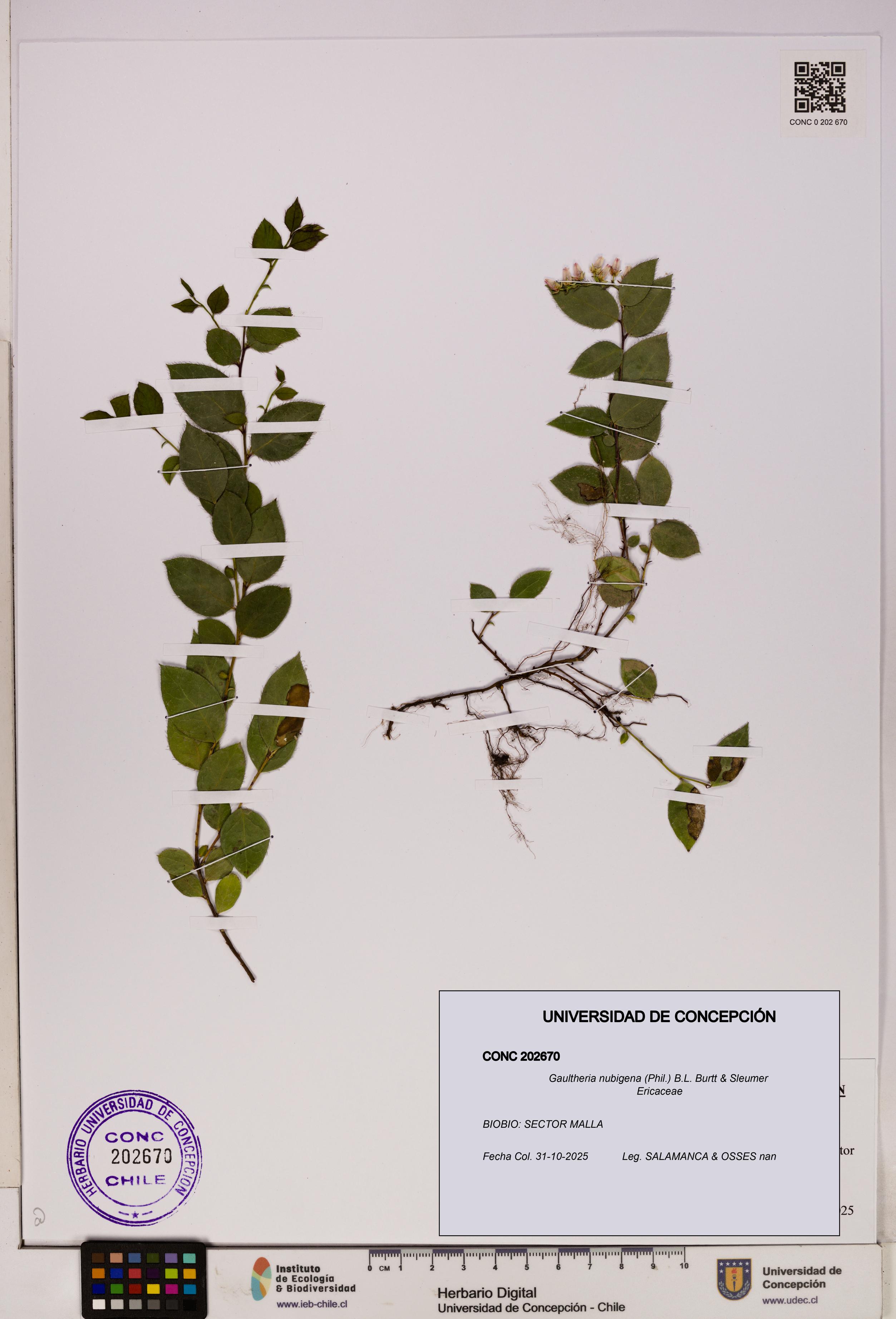 Gaultheria nubigena [Espécimen: UDEC:CONC:0202670]