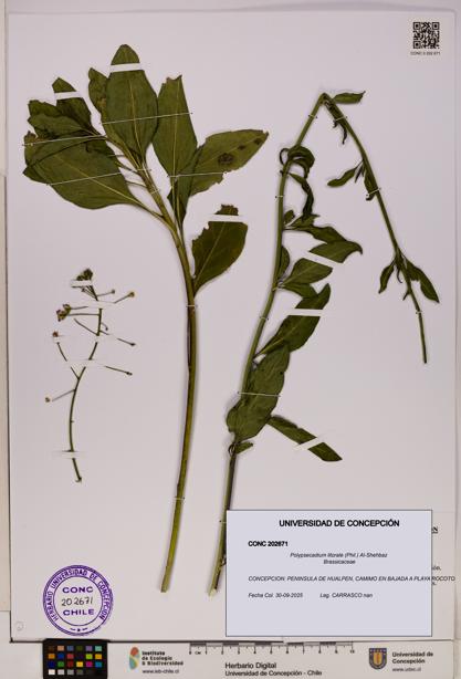 Polypsecadium litorale [Espécimen: UDEC:CONC:0202671]