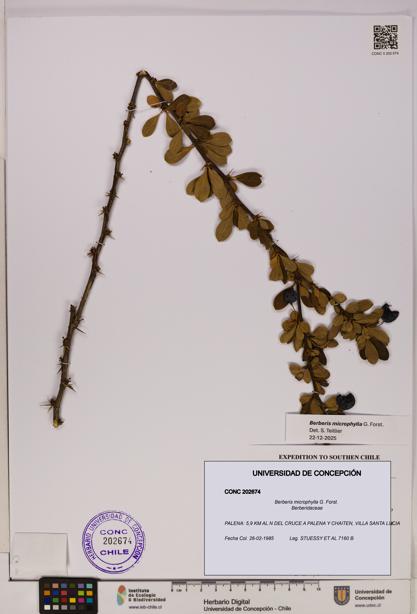 Berberis microphylla [Espécimen: UDEC:CONC:0202674]
