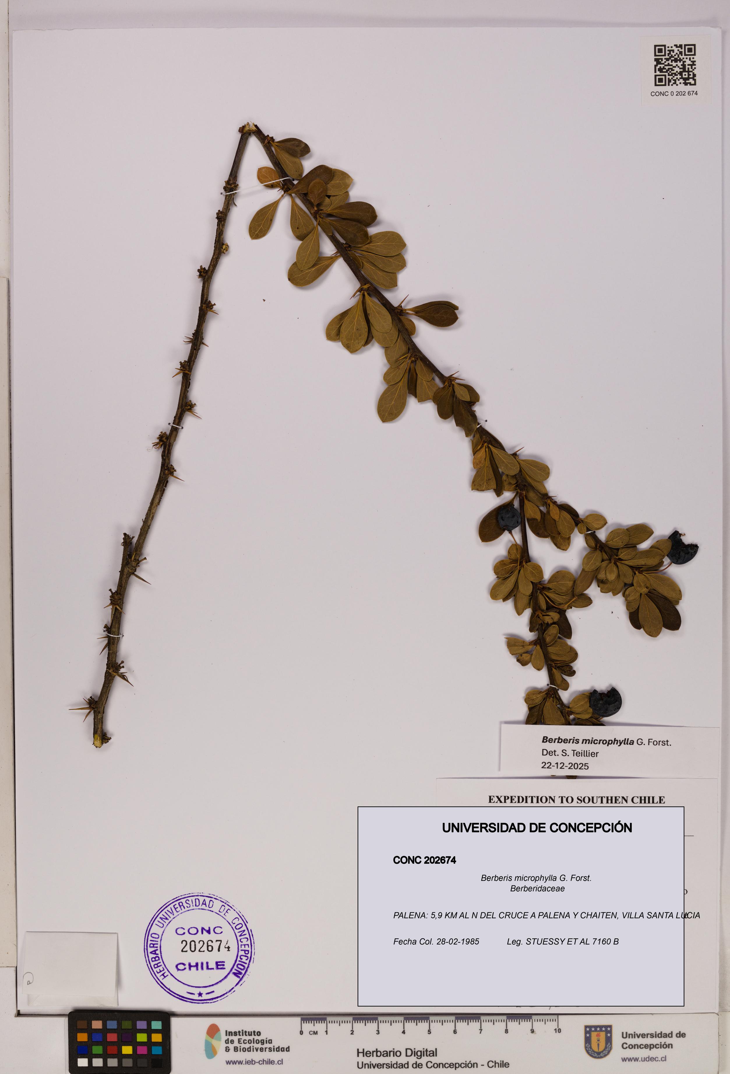 Berberis microphylla [Espécimen: UDEC:CONC:0202674]
