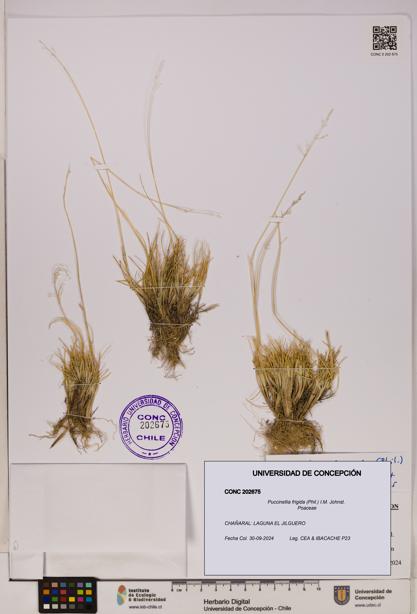 Puccinellia frigida [Espécimen: UDEC:CONC:0202675]