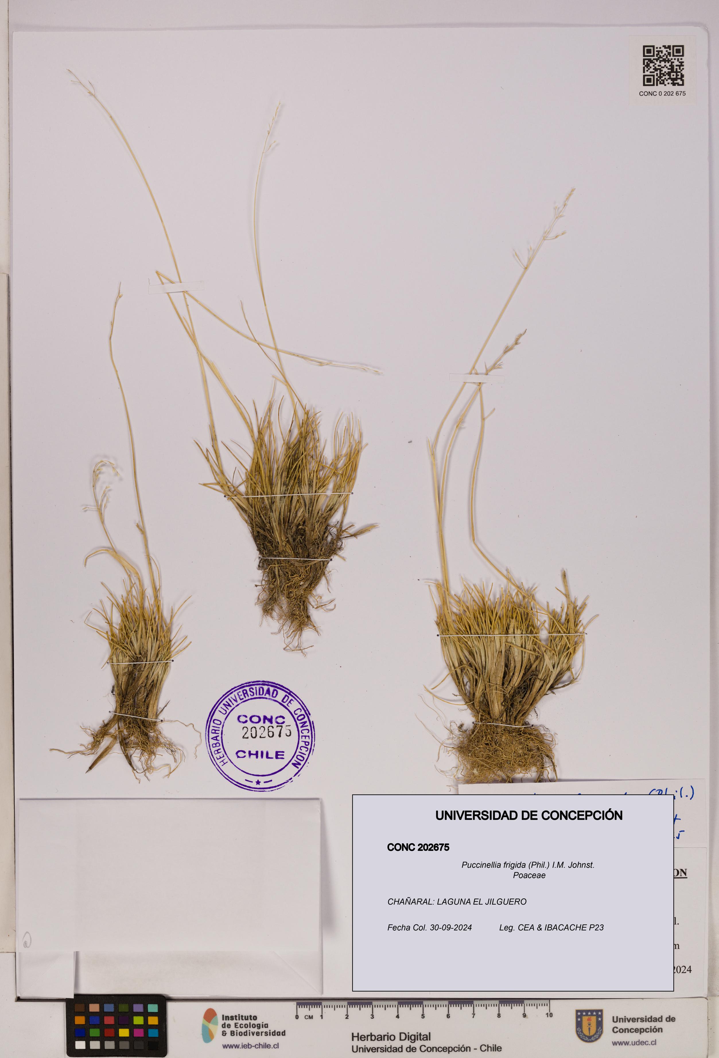 Puccinellia frigida [Espécimen: UDEC:CONC:0202675]