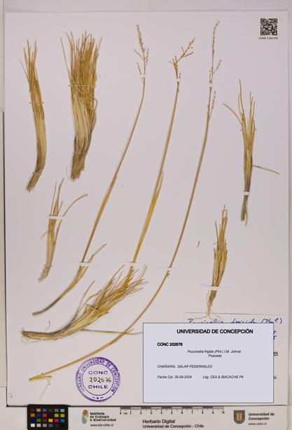 Puccinellia frigida [Espécimen: UDEC:CONC:0202676]
