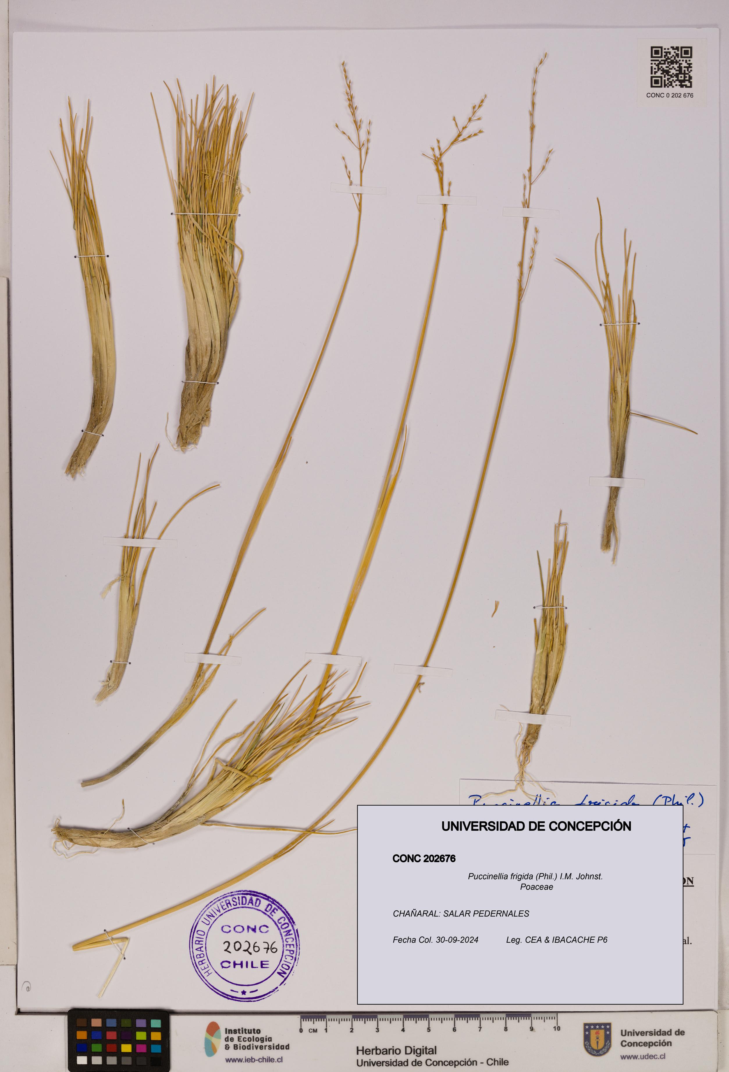 Puccinellia frigida [Espécimen: UDEC:CONC:0202676]