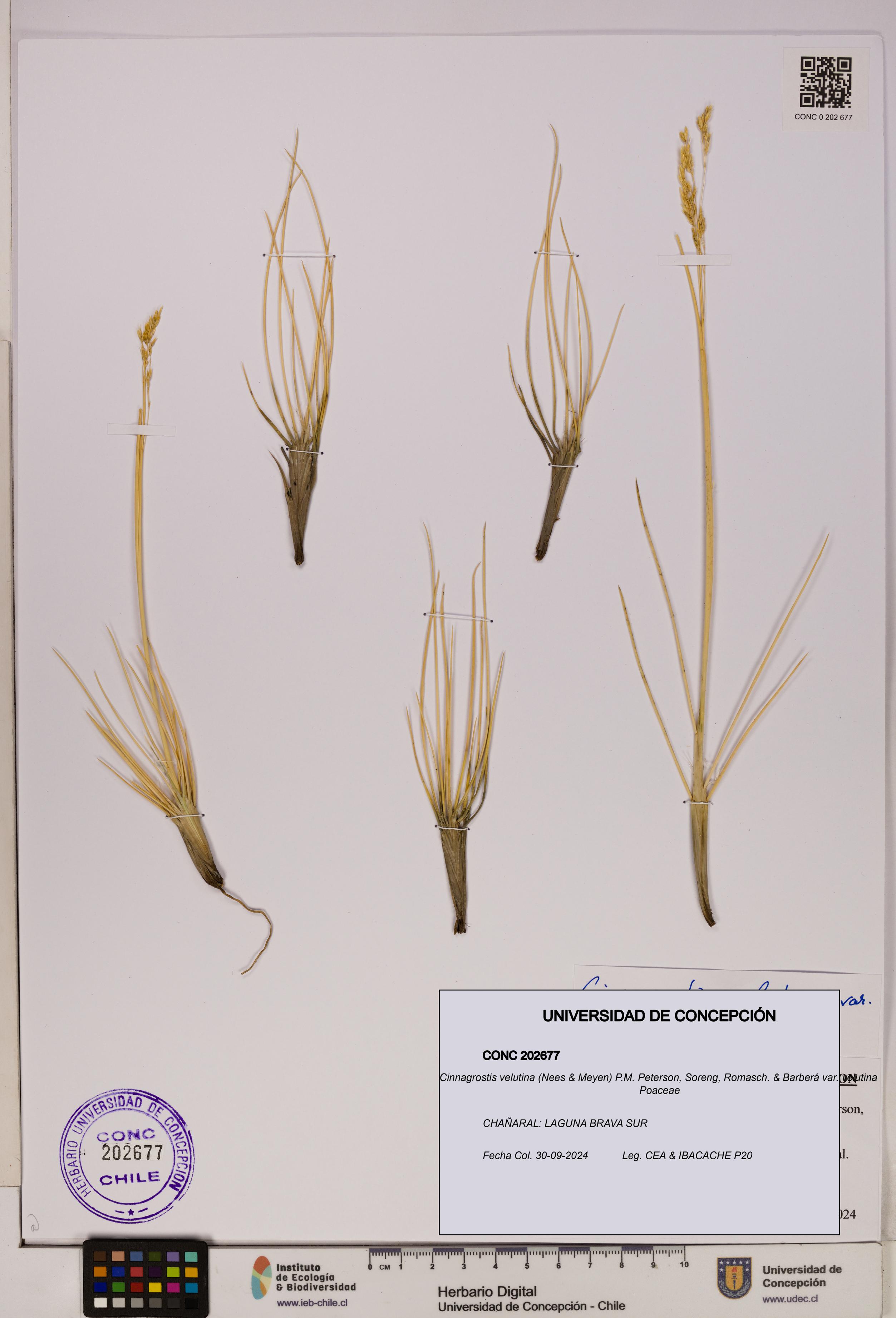 Cinnagrostis velutina var. velutina [Espécimen: UDEC:CONC:0202677]