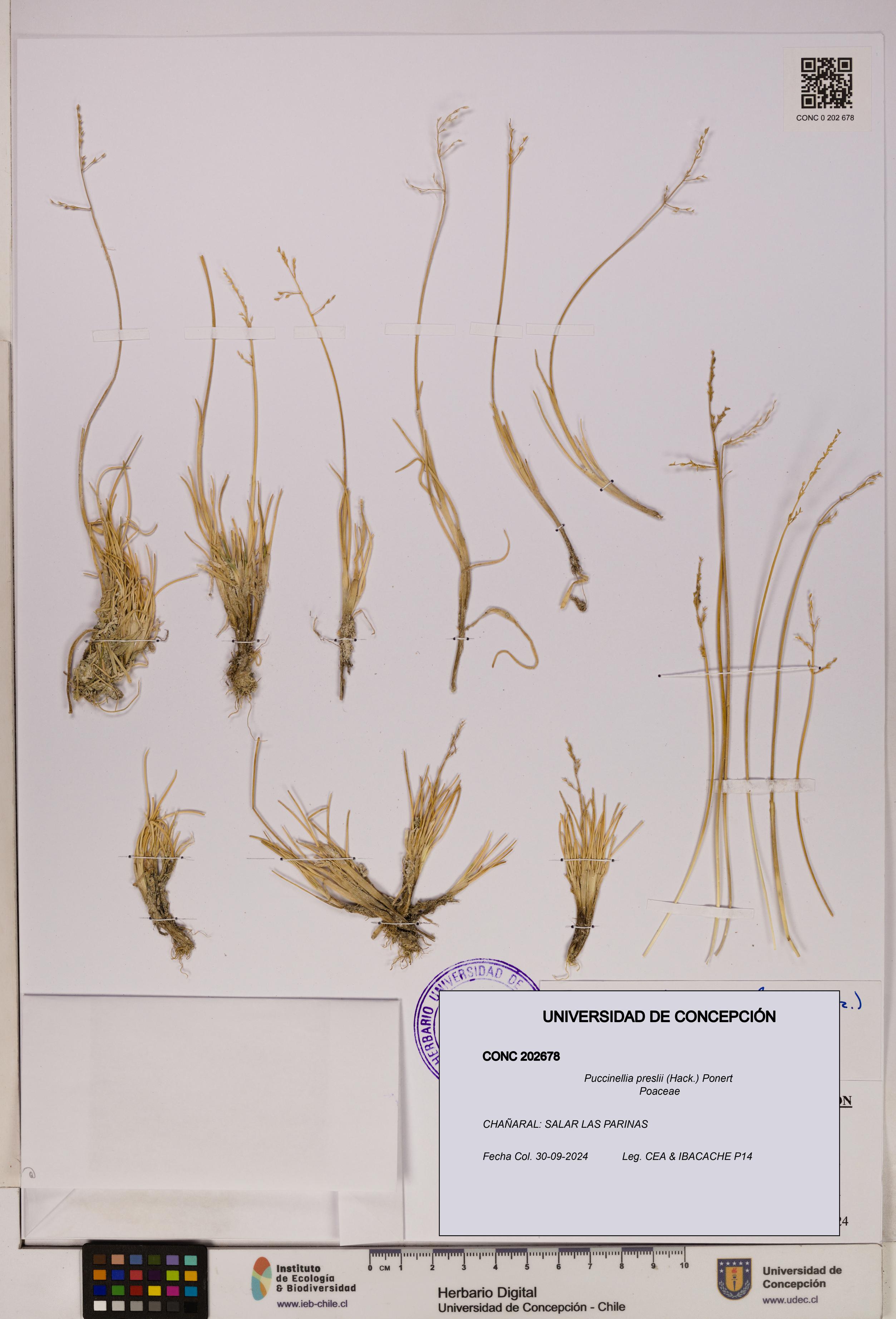 Puccinellia preslii [Espécimen: UDEC:CONC:0202678]