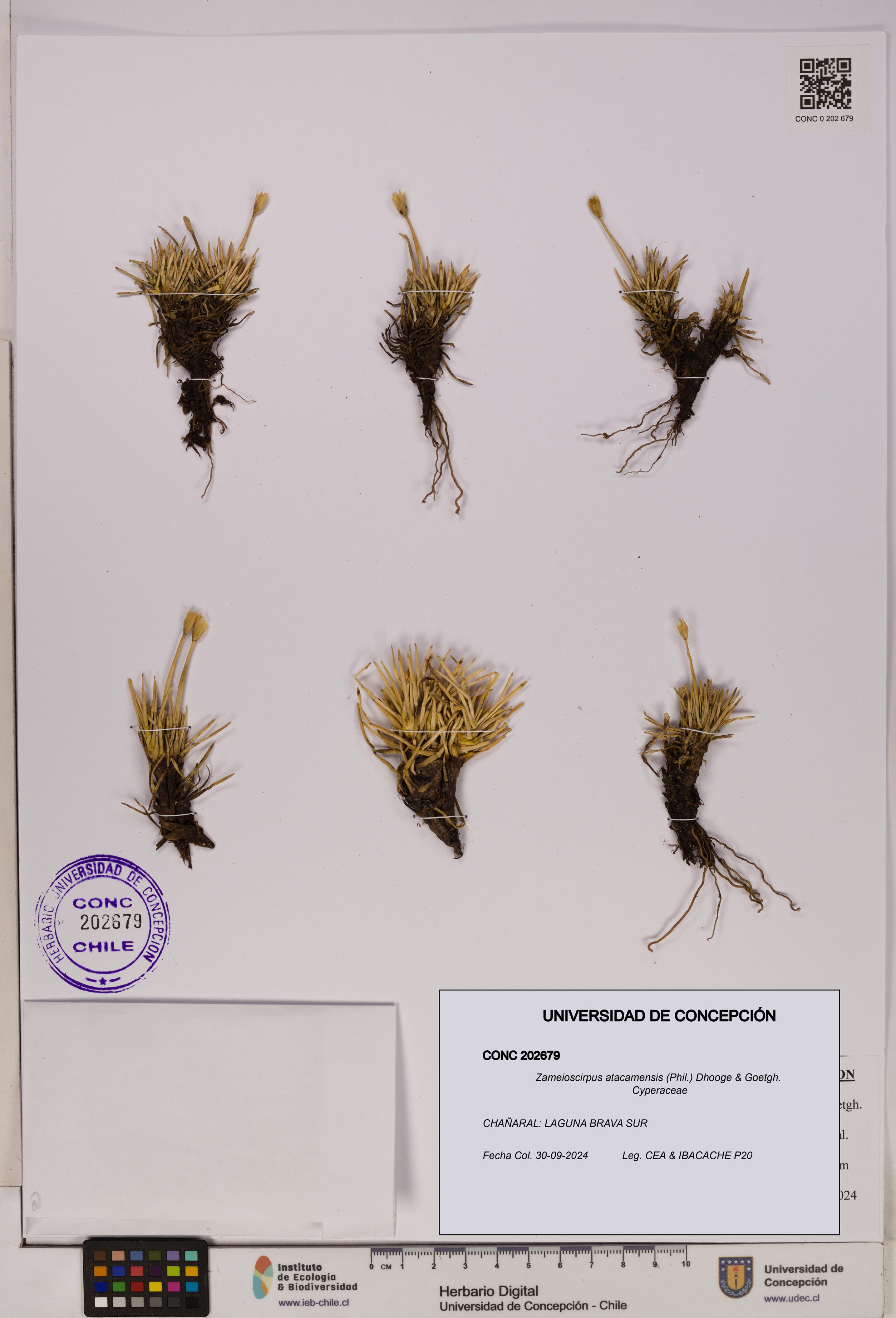 Zameioscirpus atacamensis [Espécimen: UDEC:CONC:0202679]