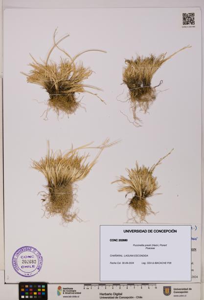 Puccinellia preslii [Espécimen: UDEC:CONC:0202680]