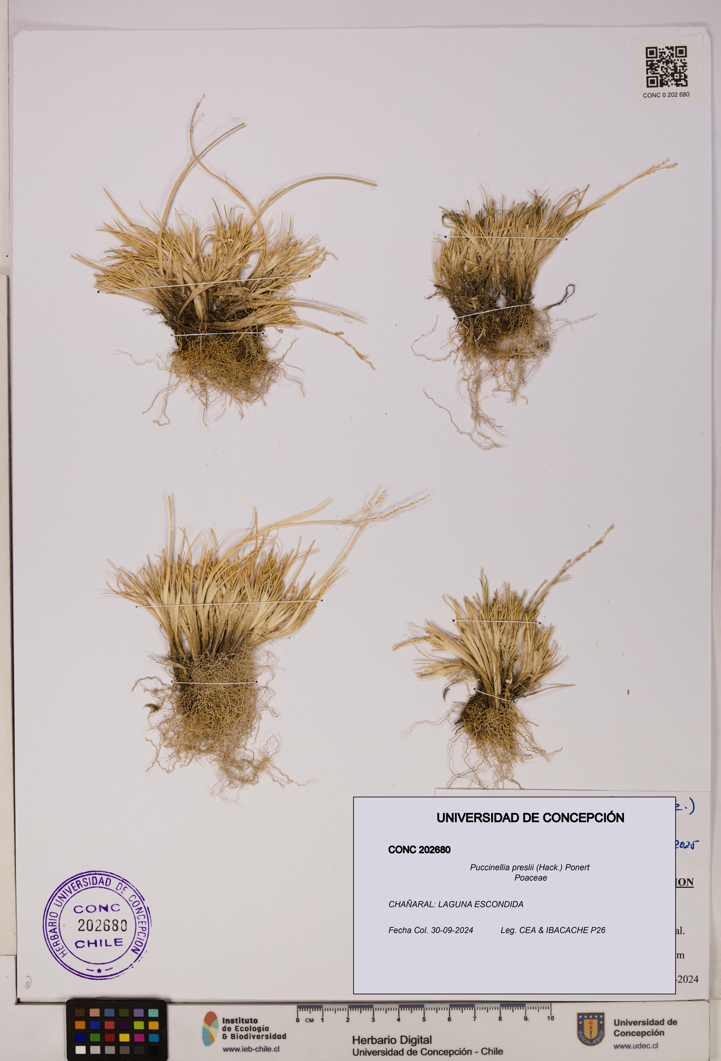 Puccinellia preslii [Espécimen: UDEC:CONC:0202680]