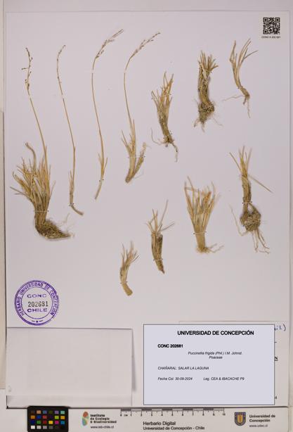 Puccinellia frigida [Espécimen: UDEC:CONC:0202681]