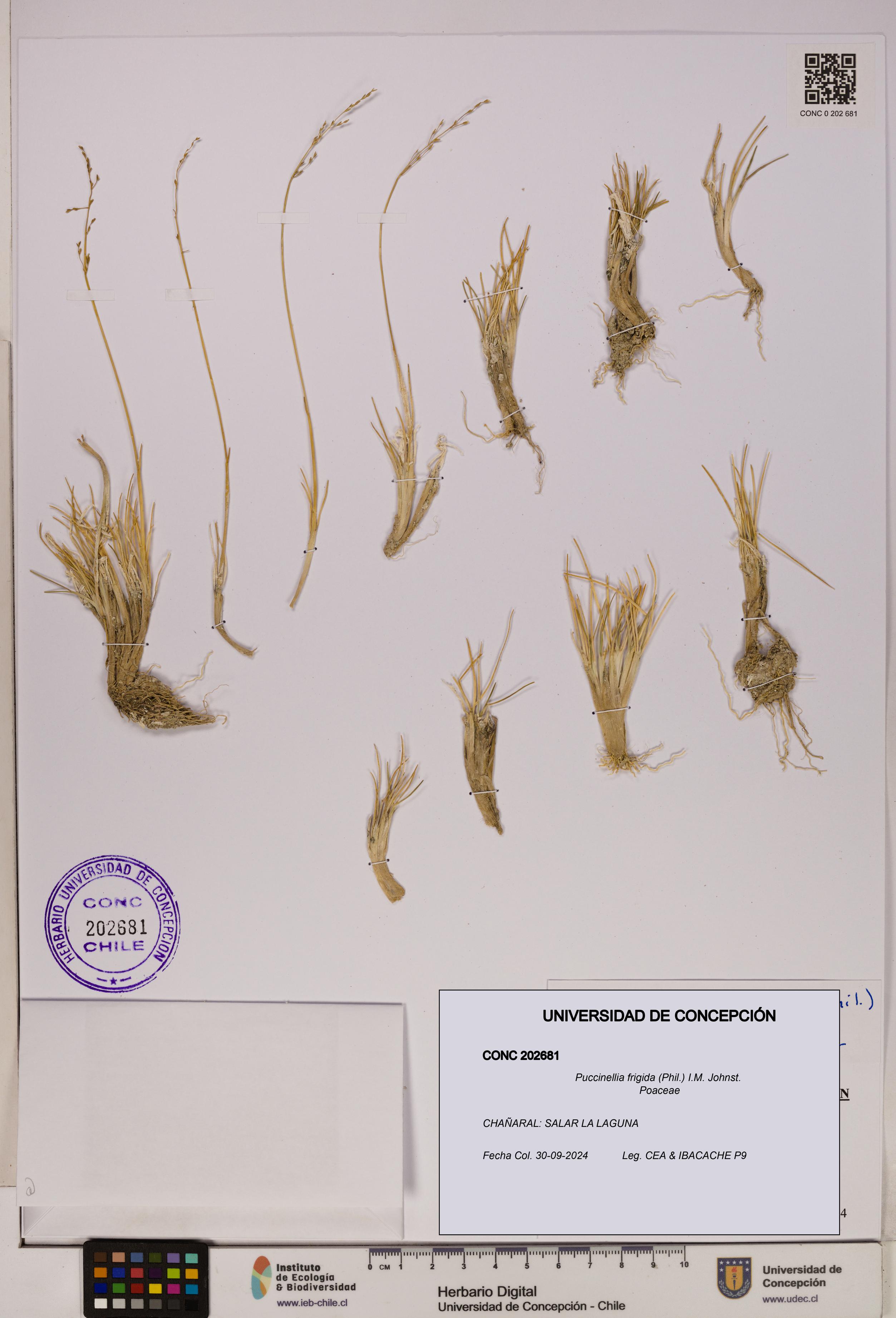 Puccinellia frigida [Espécimen: UDEC:CONC:0202681]