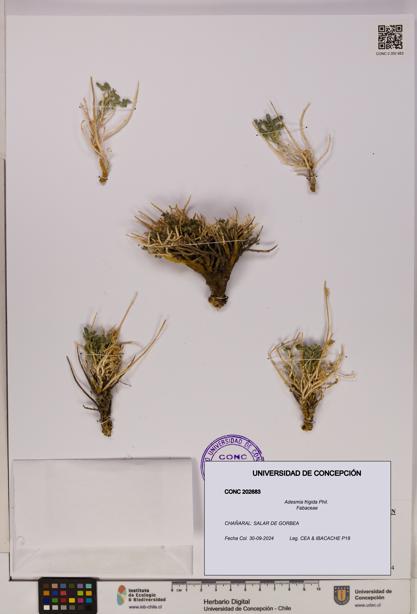 Adesmia frigida [Espécimen: UDEC:CONC:0202683]