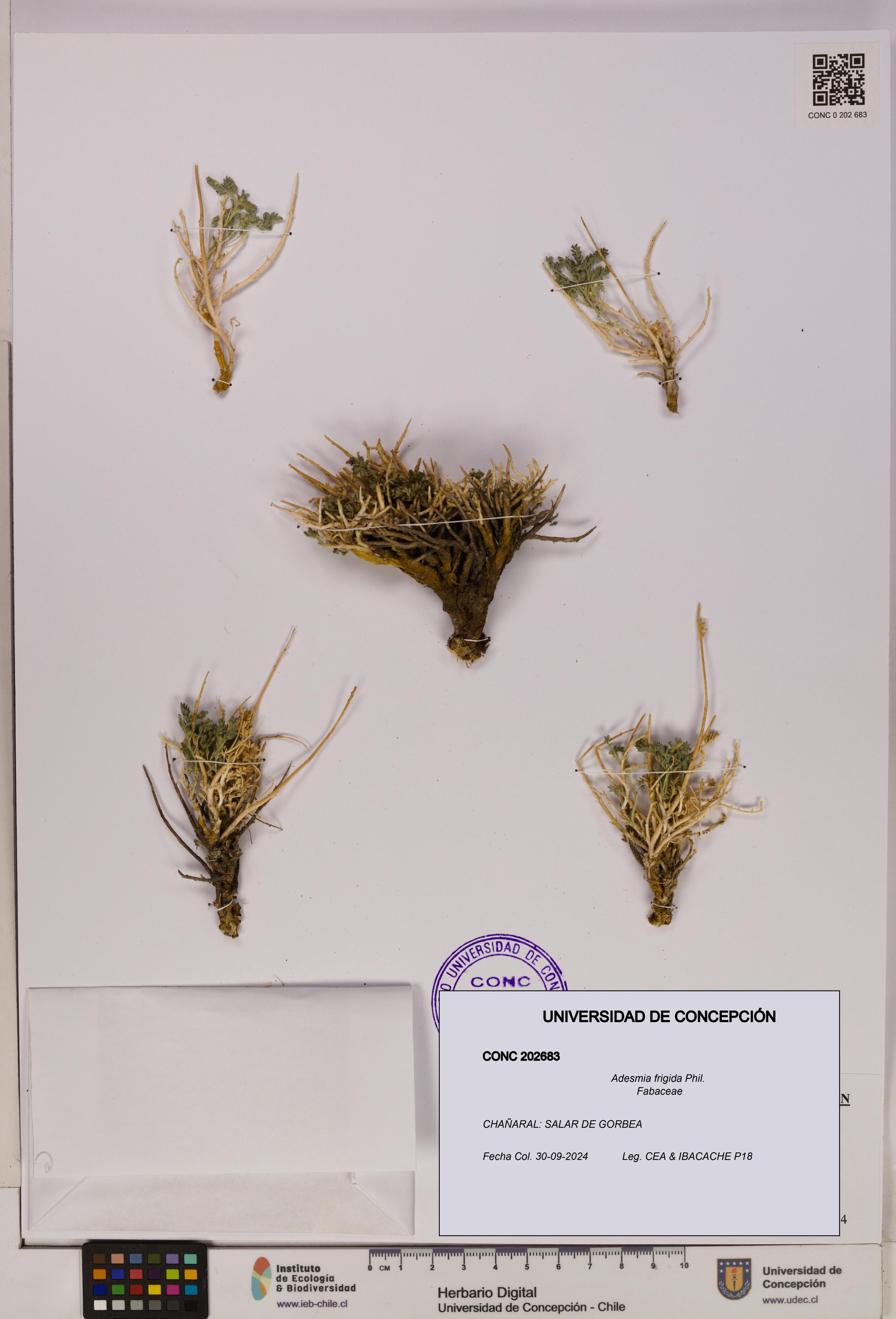 Adesmia frigida [Espécimen: UDEC:CONC:0202683]