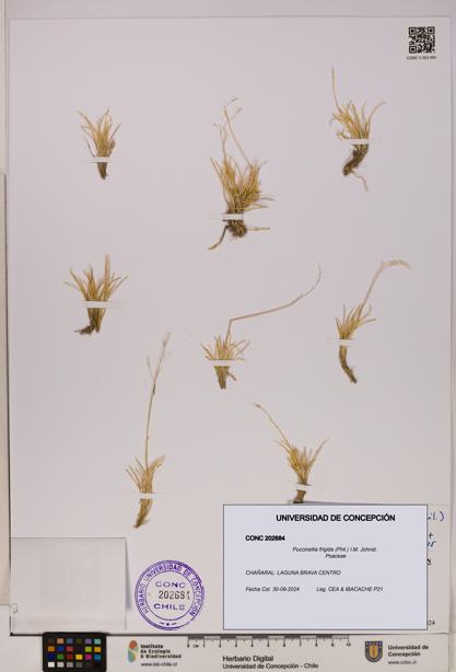 Puccinellia frigida [Espécimen: UDEC:CONC:0202684]