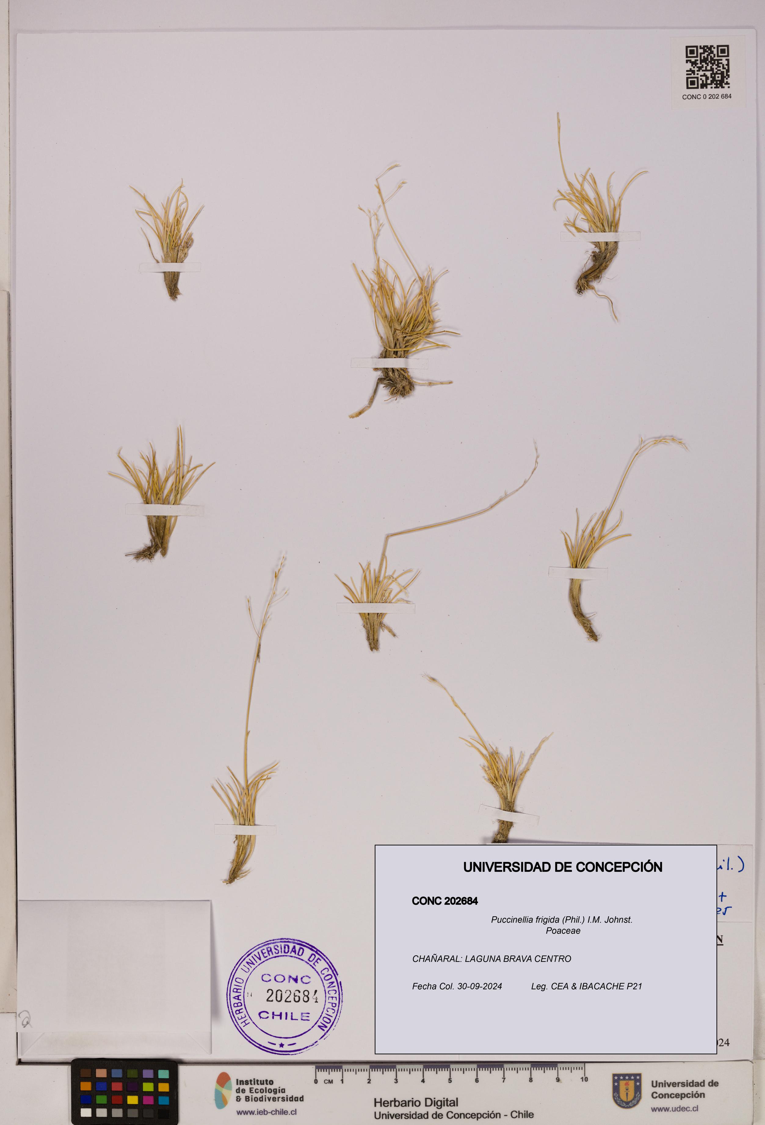 Puccinellia frigida [Espécimen: UDEC:CONC:0202684]