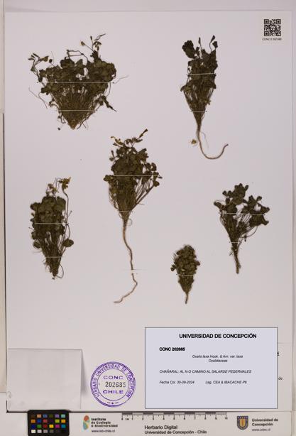 Oxalis laxa var. laxa [Espécimen: UDEC:CONC:0202685]