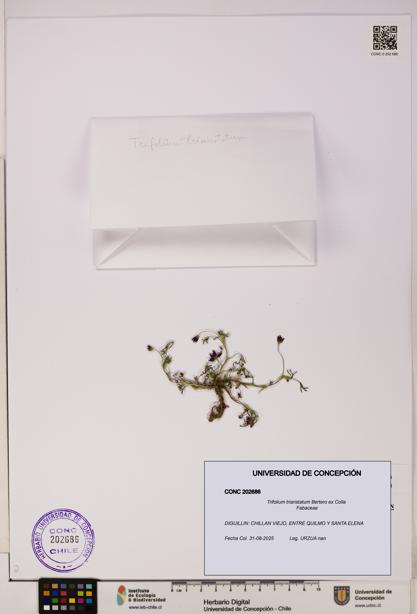 Trifolium triaristatum [Espécimen: UDEC:CONC:0202686]