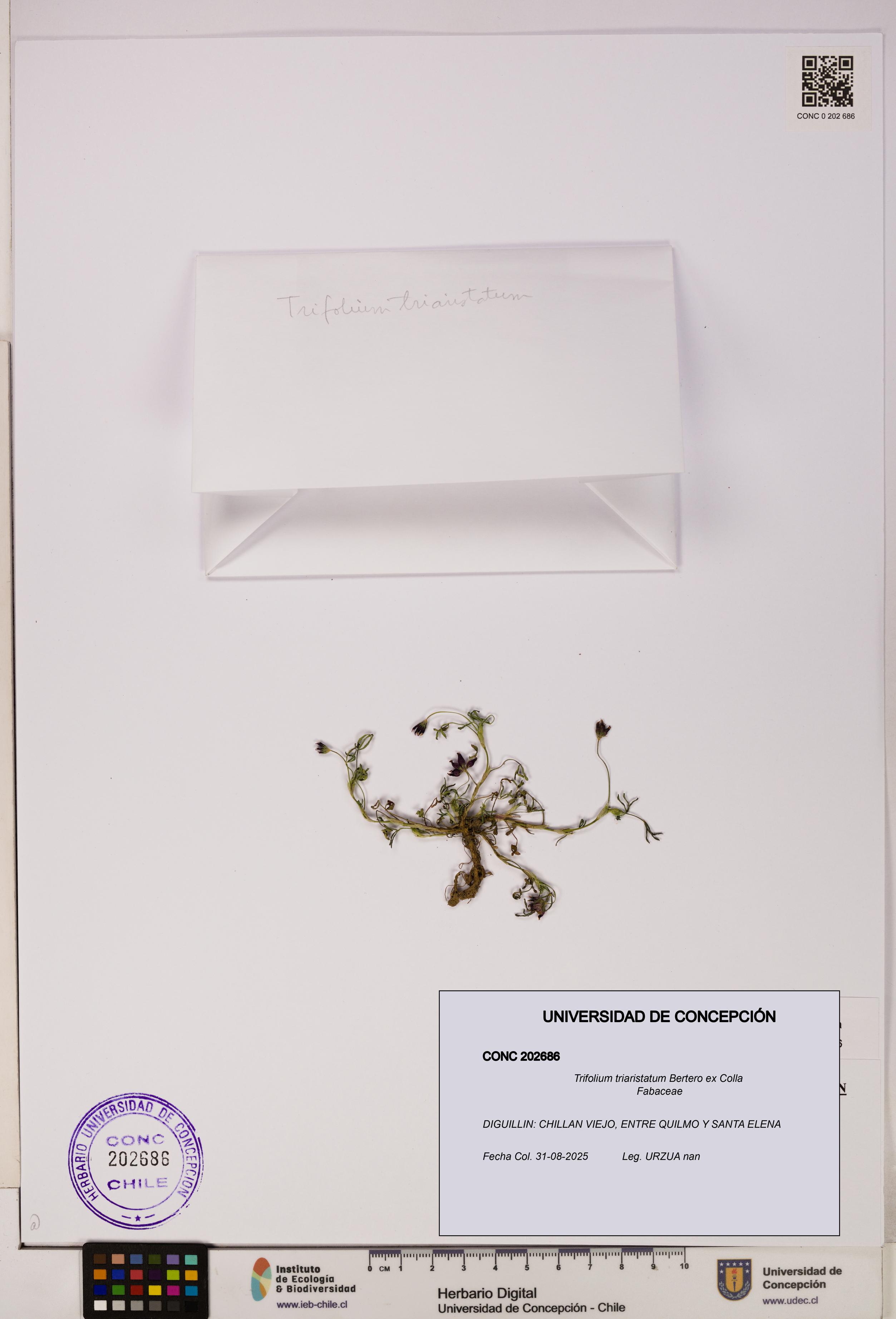 Trifolium triaristatum [Espécimen: UDEC:CONC:0202686]