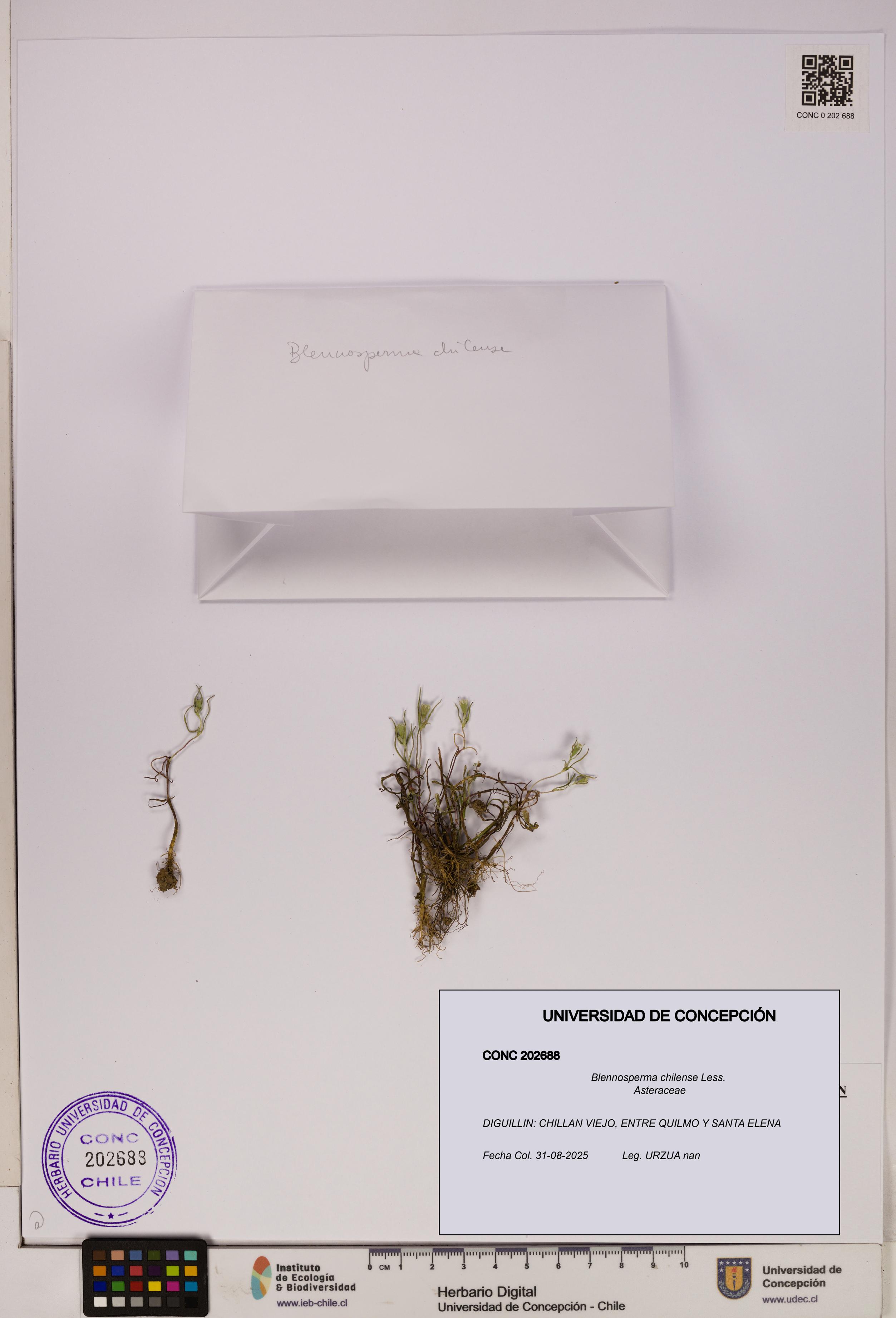 Blennosperma chilense [Espécimen: UDEC:CONC:0202688]