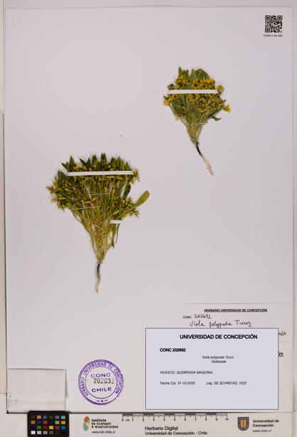 Viola polypoda [Espécimen: UDEC:CONC:0202692]