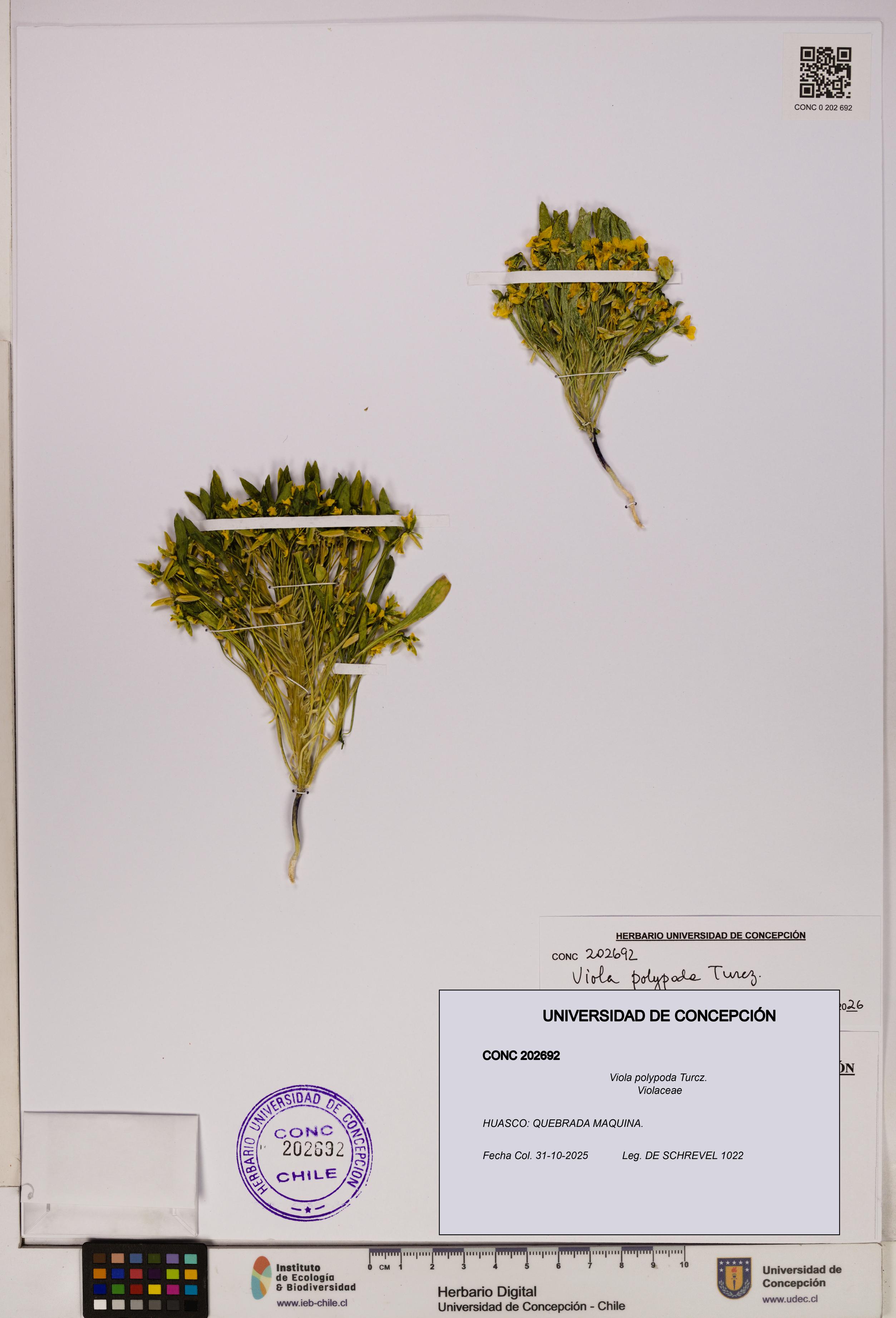 Viola polypoda [Espécimen: UDEC:CONC:0202692]