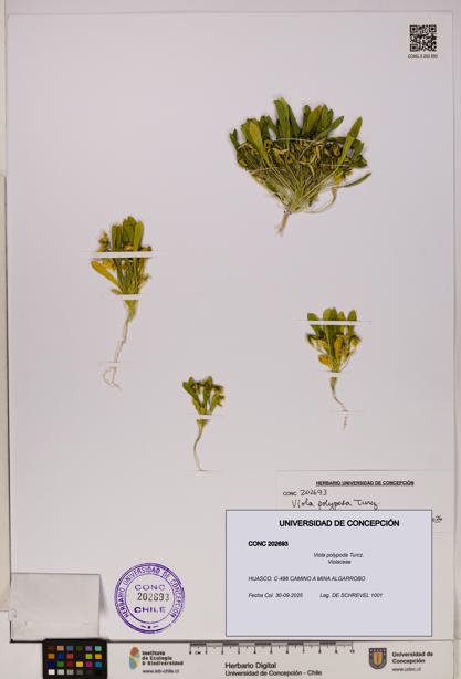 Viola polypoda [Espécimen: UDEC:CONC:0202693]