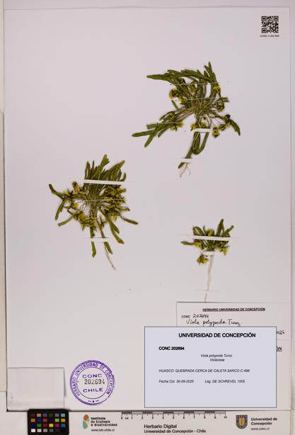 Viola polypoda [Espécimen: UDEC:CONC:0202694]