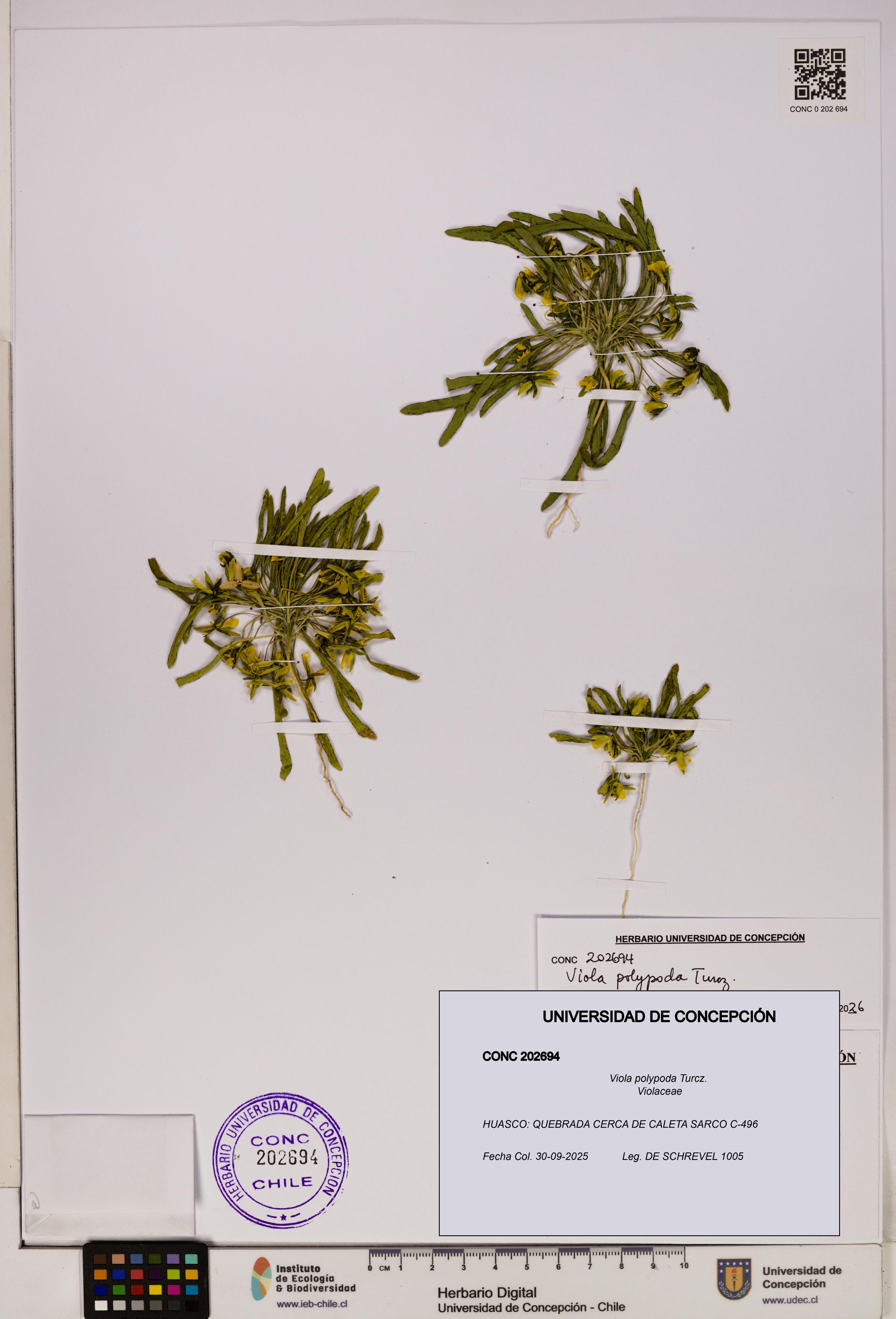 Viola polypoda [Espécimen: UDEC:CONC:0202694]