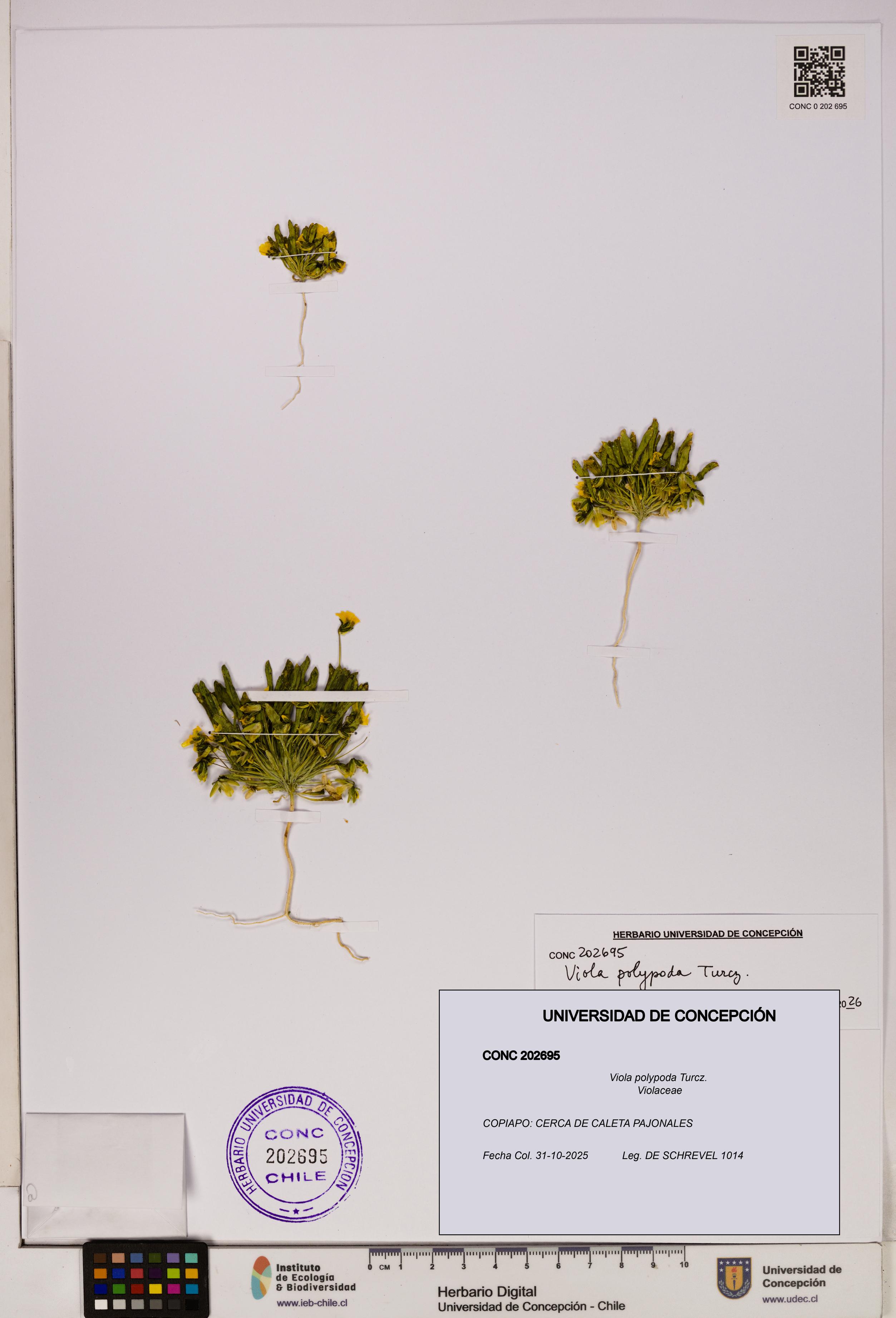 Viola polypoda [Espécimen: UDEC:CONC:0202695]