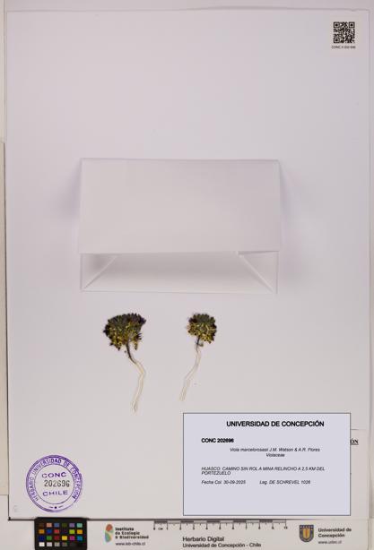 Viola marcelorosasii [Espécimen: UDEC:CONC:0202696]