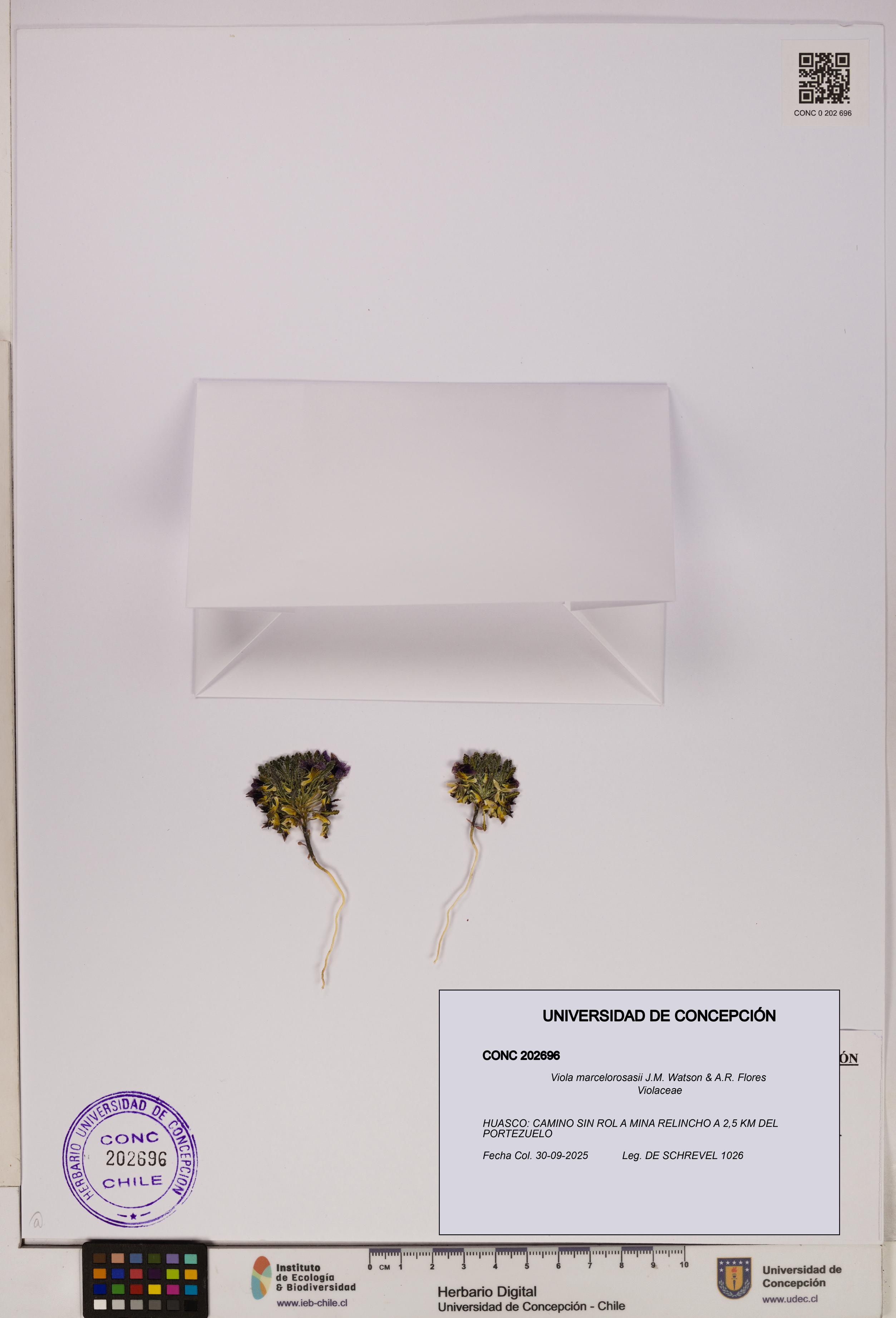 Viola marcelorosasii [Espécimen: UDEC:CONC:0202696]