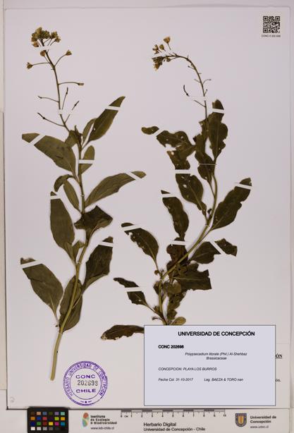 Polypsecadium litorale [Espécimen: UDEC:CONC:0202698]