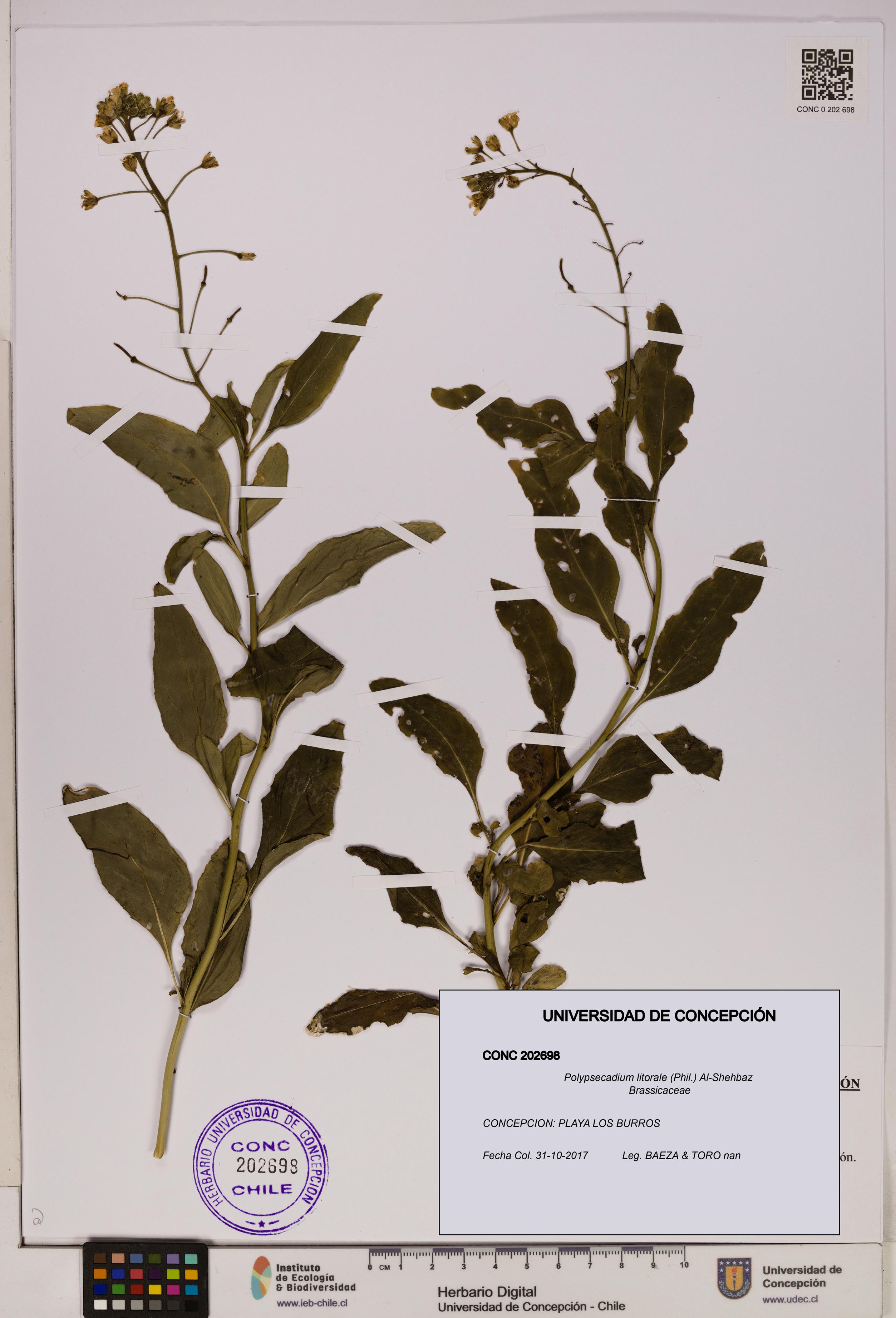 Polypsecadium litorale [Espécimen: UDEC:CONC:0202698]