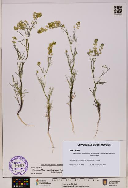 Menonvillea marticorenae [Espécimen: UDEC:CONC:0202699]