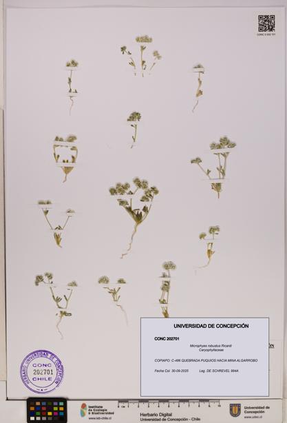 Microphyes robustus [Espécimen: UDEC:CONC:0202701]