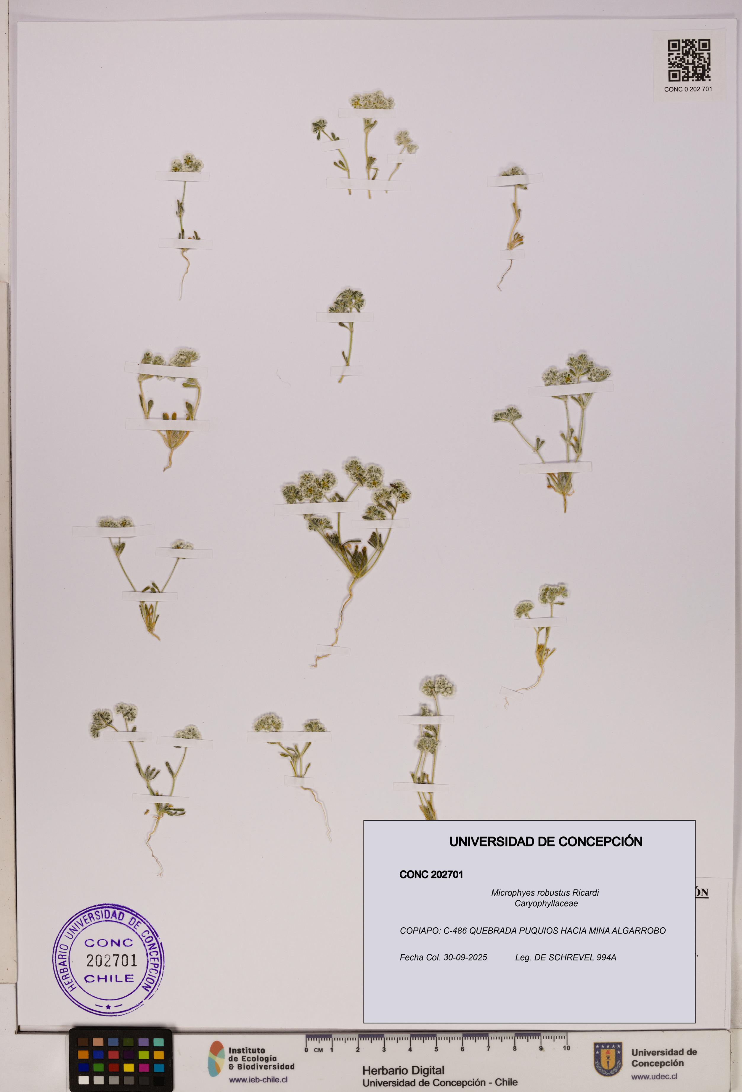Microphyes robustus [Espécimen: UDEC:CONC:0202701]