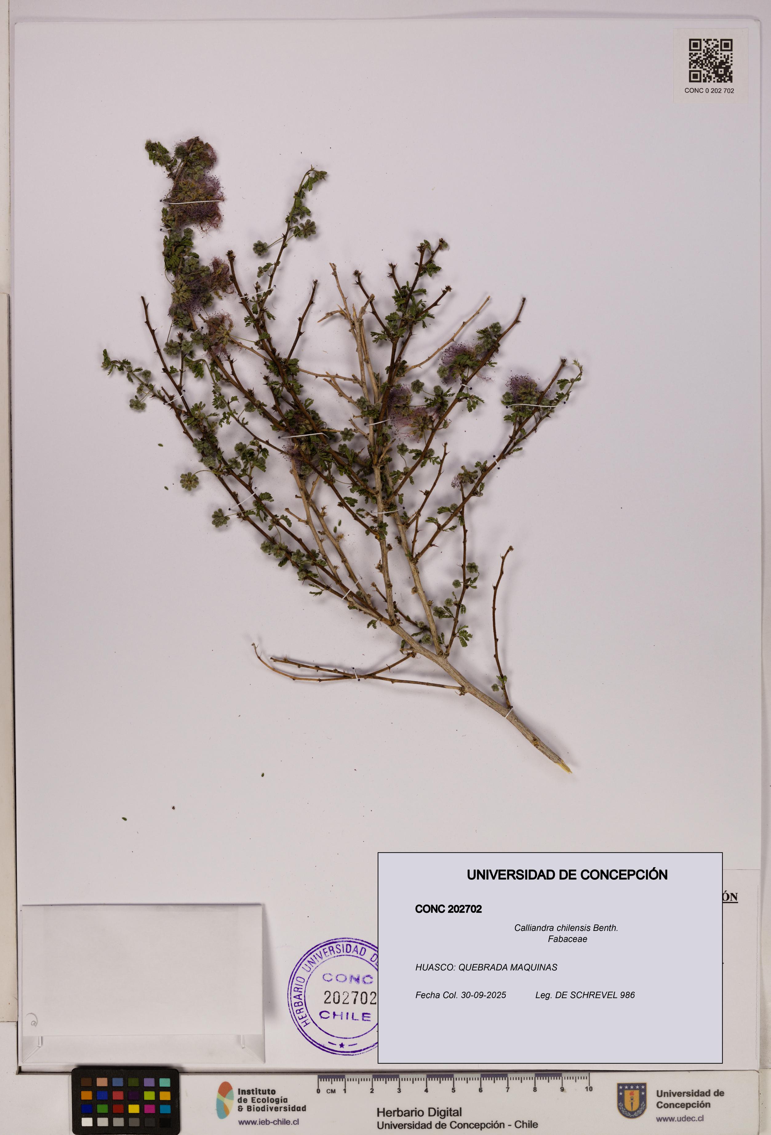 Calliandra chilensis [Espécimen: UDEC:CONC:0202702]