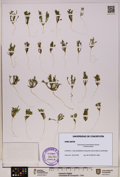 Cyphocarpus psammophilus [Espécimen: UDEC:CONC:0202703]