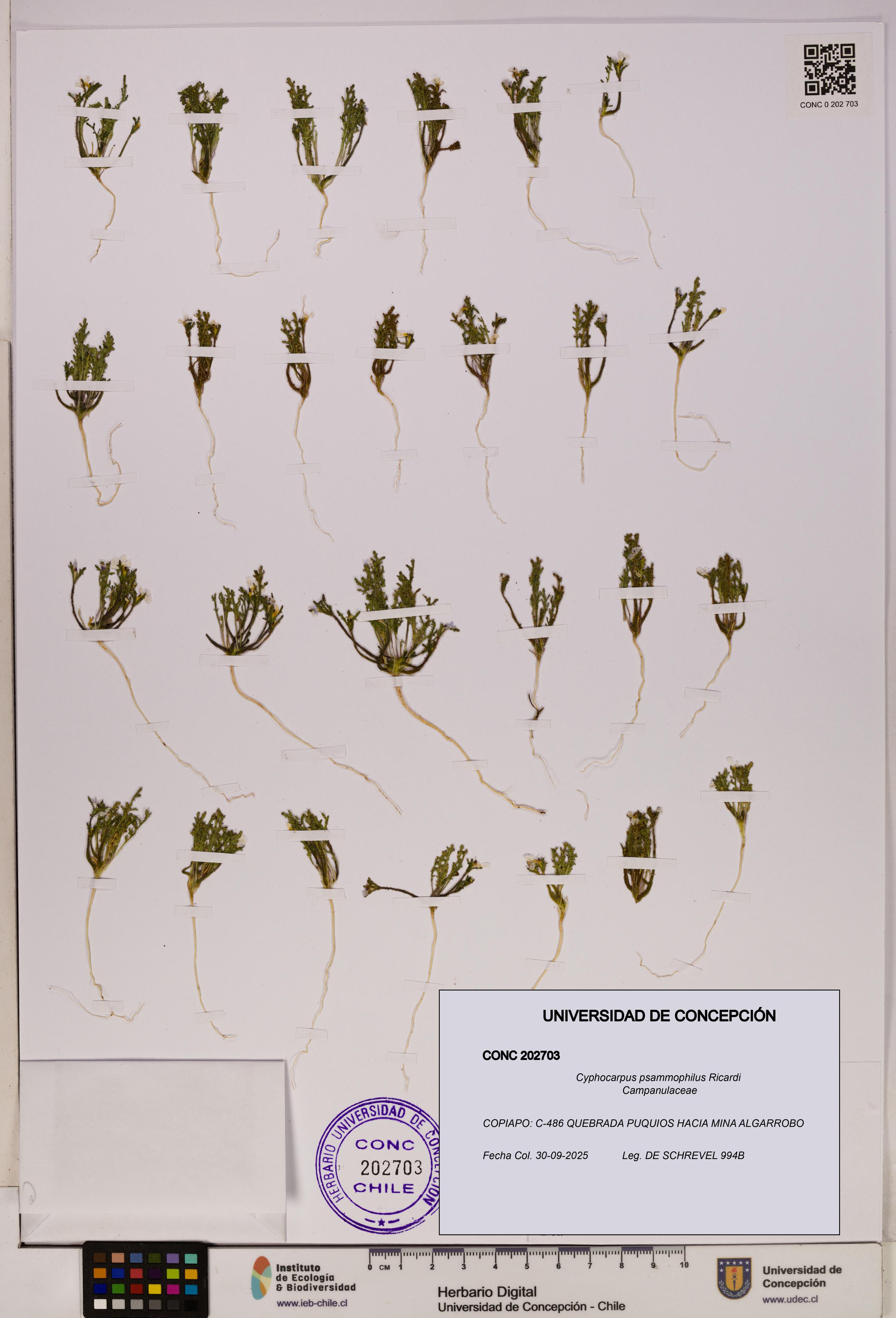 Cyphocarpus psammophilus [Espécimen: UDEC:CONC:0202703]