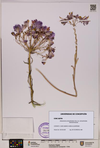 Alstroemeria schizanthoides var. schizanthoides [Espécimen: UDEC:CONC:0202704]