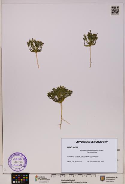 Cyphocarpus psammophilus [Espécimen: UDEC:CONC:0202705]